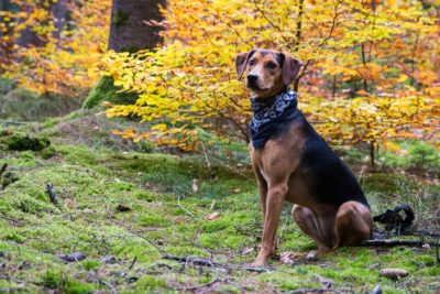 Hund im Wald