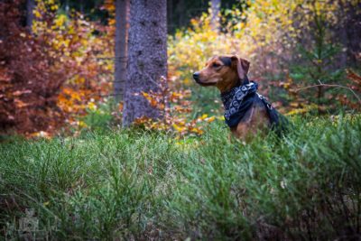 Hund im Wald