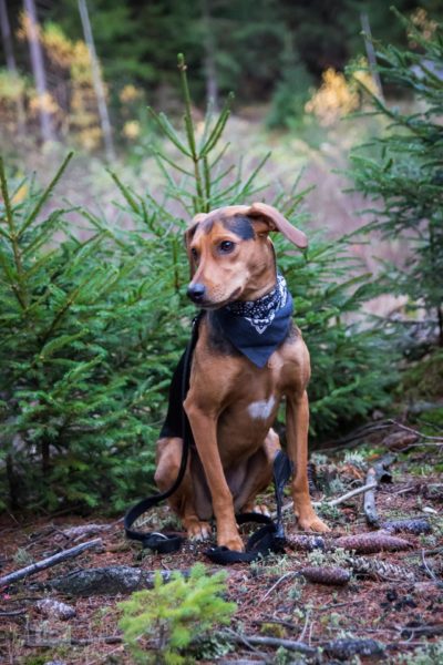 Hund im Wald